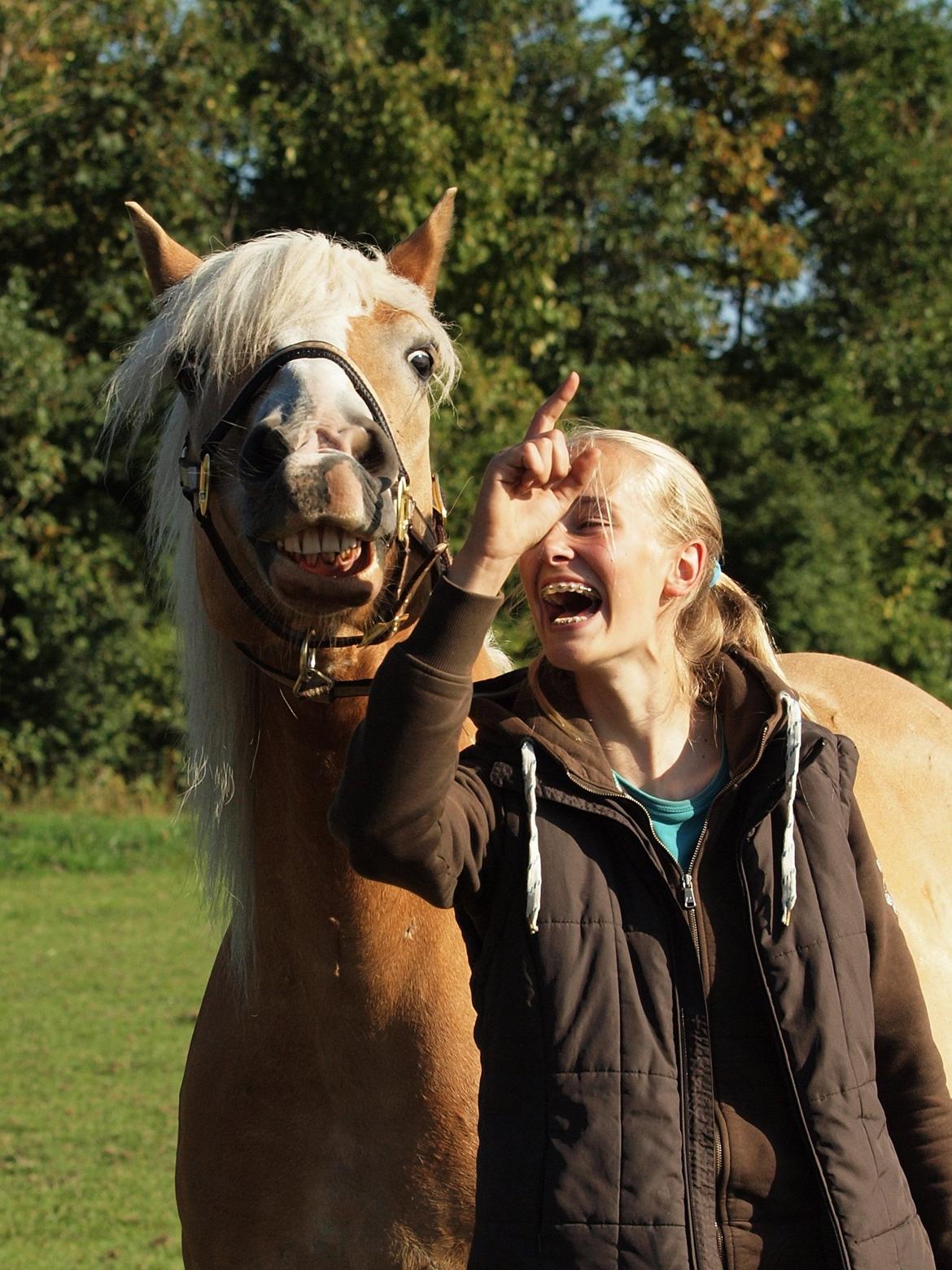 Haflinger Waldy billede 13