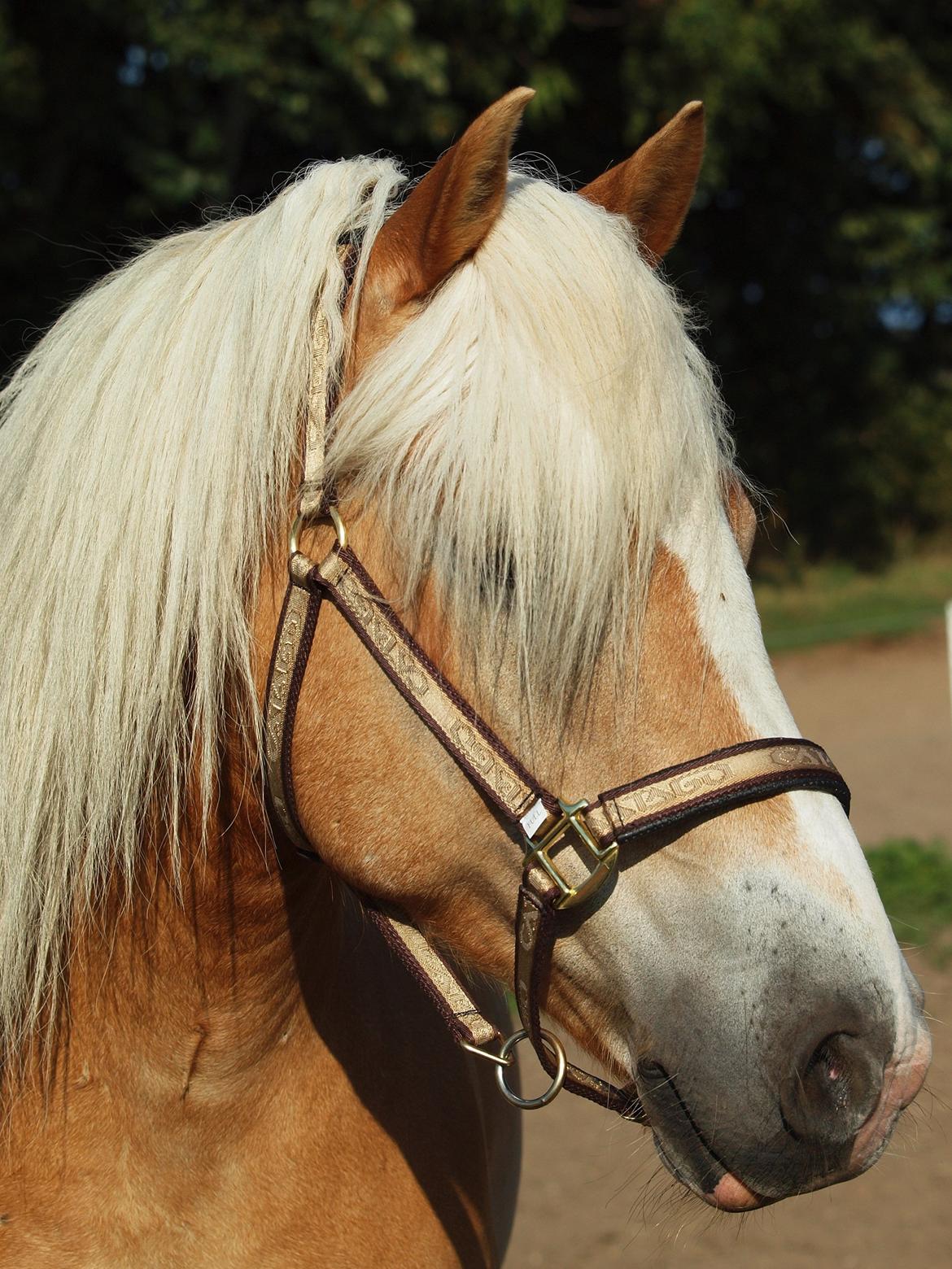 Haflinger Waldy billede 19