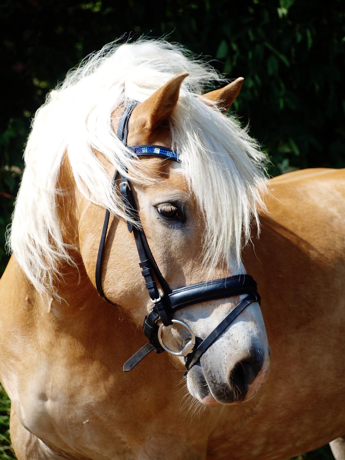 Haflinger Waldy - Nyt! :) 23/08-13  billede 2