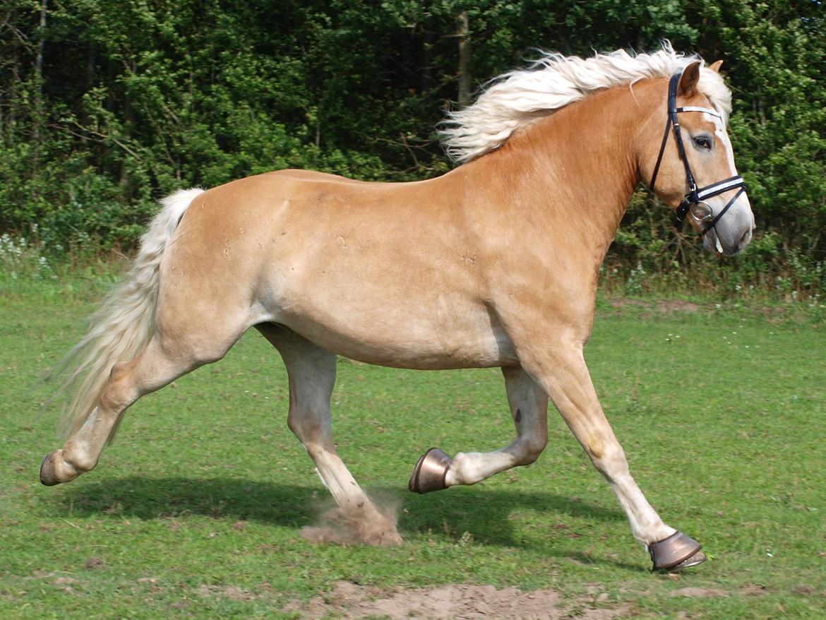 Haflinger Waldy billede 21