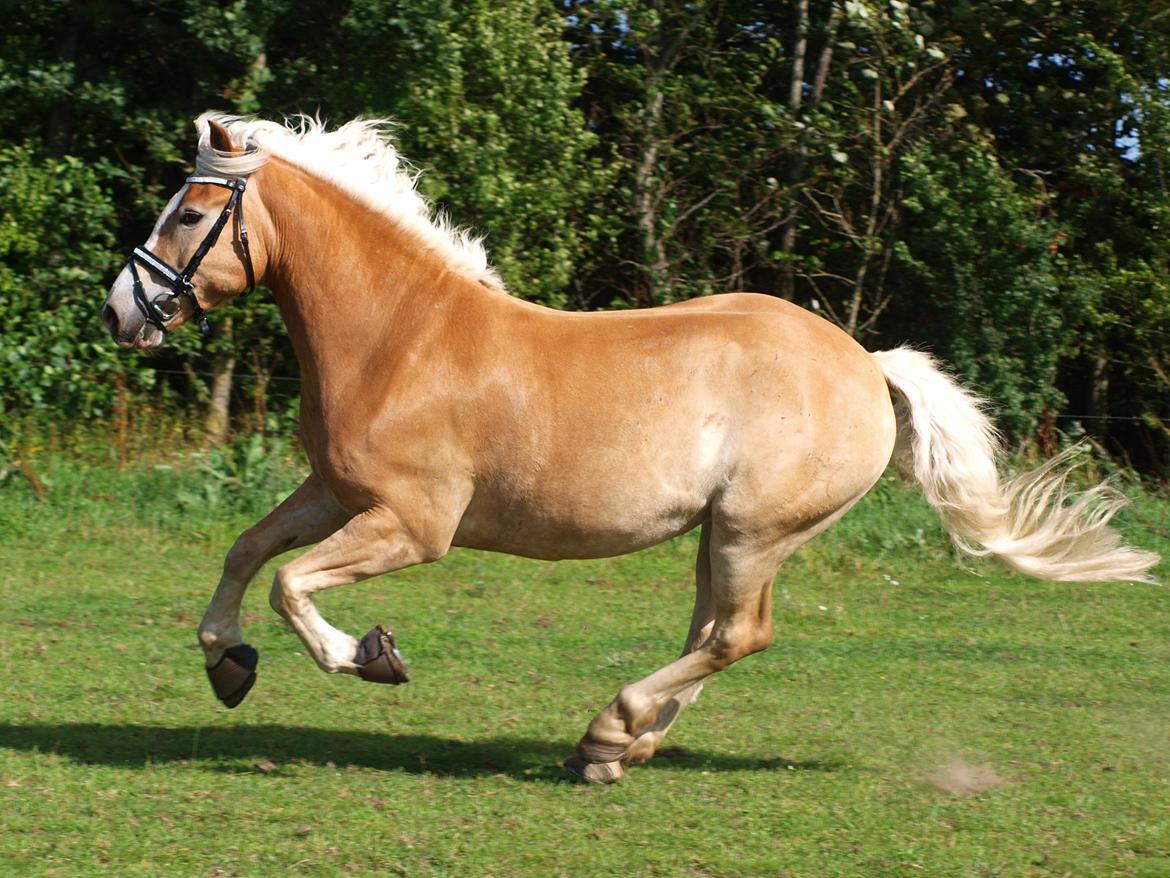 Haflinger Waldy billede 23