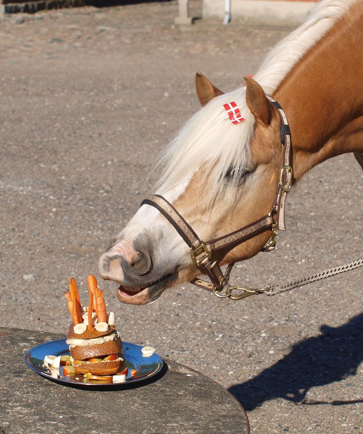 Haflinger Waldy billede 24