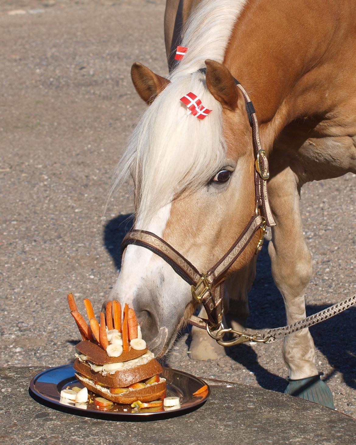 Haflinger Waldy billede 25