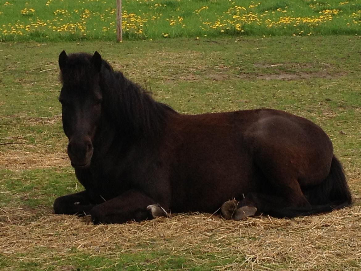 Anden særlig race • Silver • Min Soulmate<3• Himmelpony billede 12
