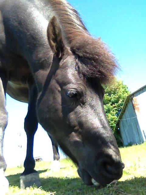 Anden særlig race • Silver • Min Soulmate<3• Himmelpony billede 13