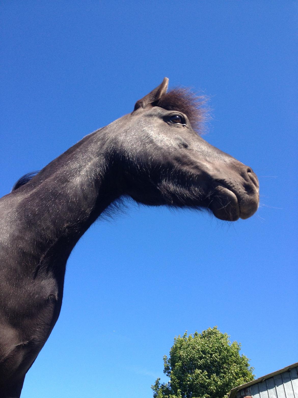 Anden særlig race • Silver • Min Soulmate<3• Himmelpony - Med sommerpels :D Tak fordi i kiggede på min dreng billede 17