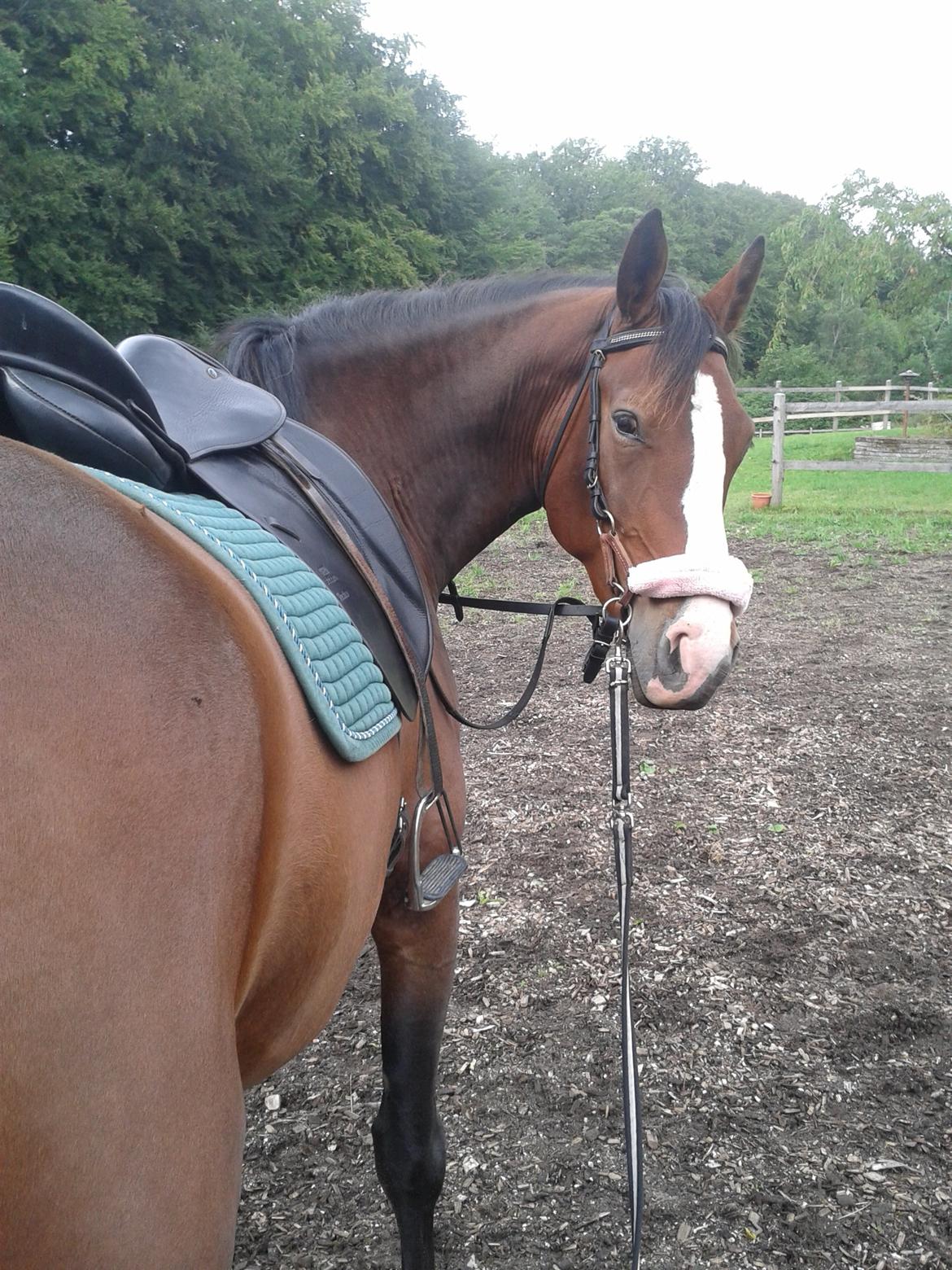 Oldenborg Phoebe de Ville billede 20