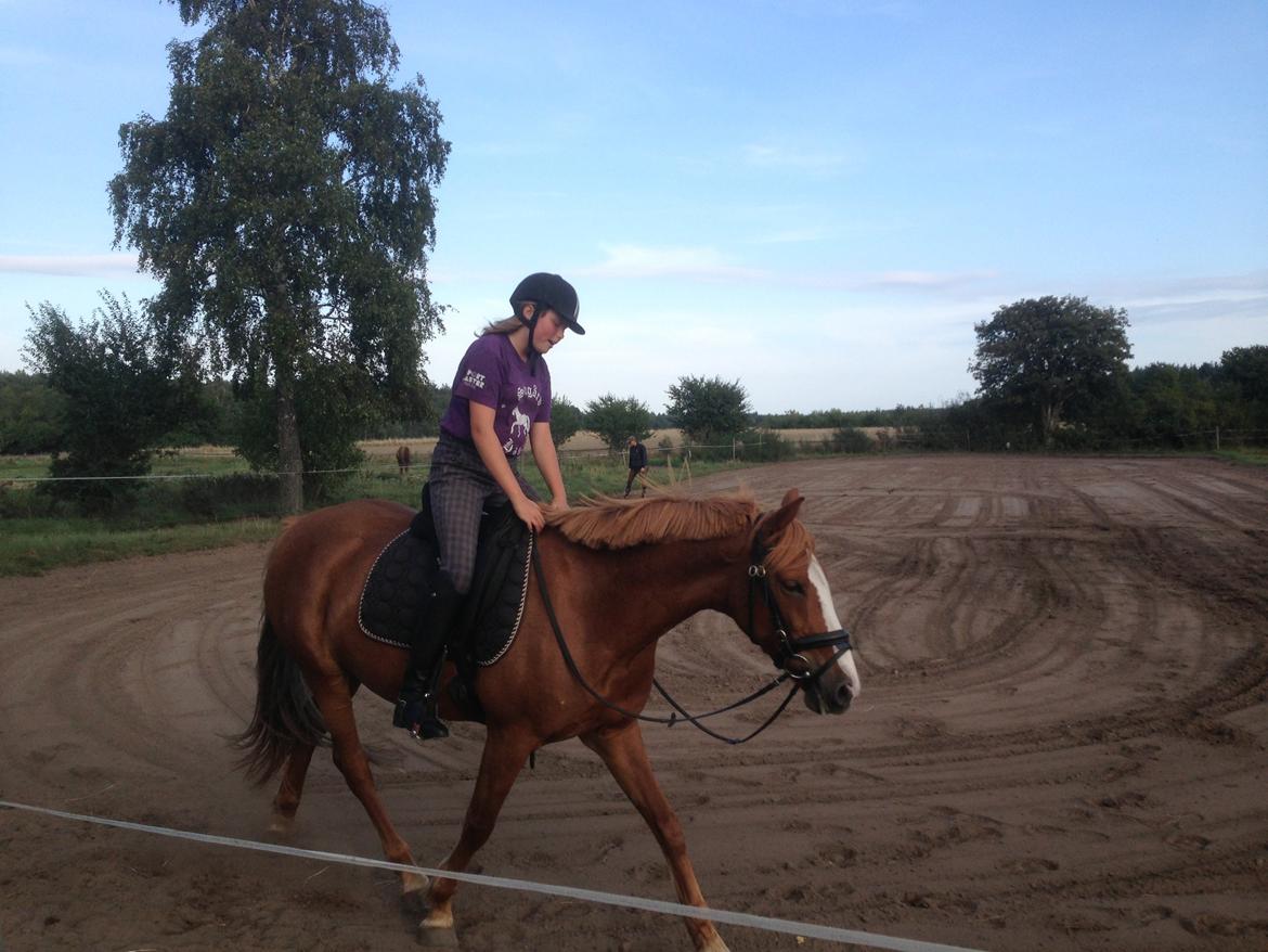 Anden særlig race Eponine!*<3 den bedste pony!<3 billede 4