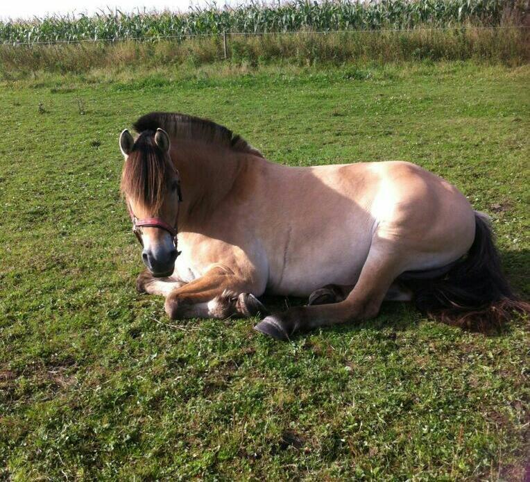 Anden særlig race Ronja - Ronja er lidt træt <3 billede 2