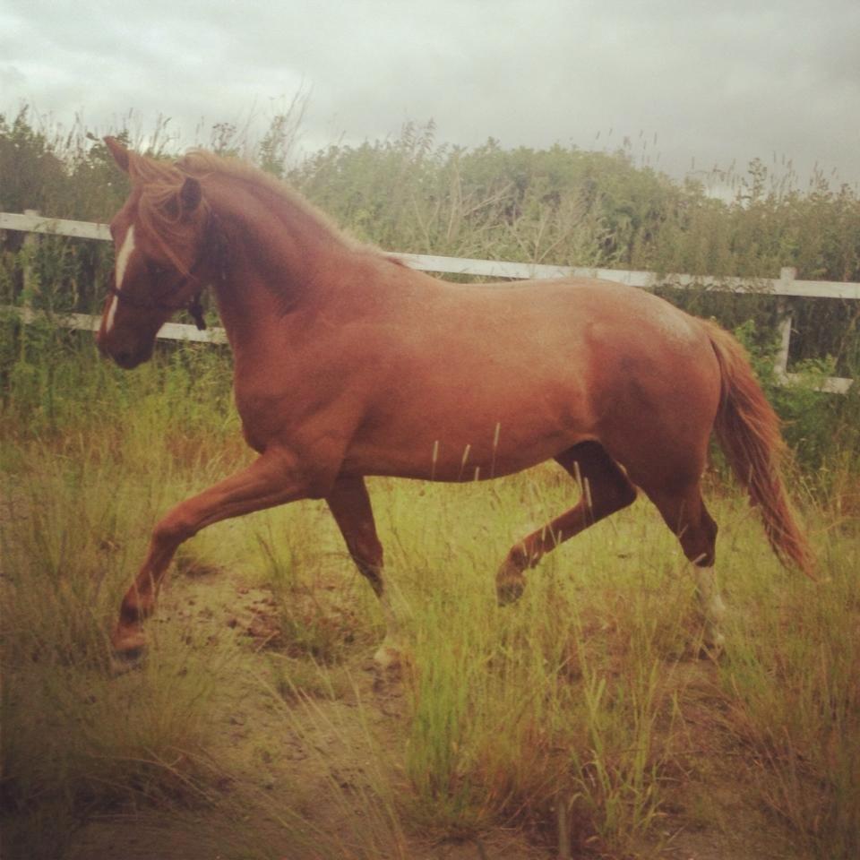 Tysk Sportspony Fredens copperfield - Lækkerbisken <3 MUMS! billede 8