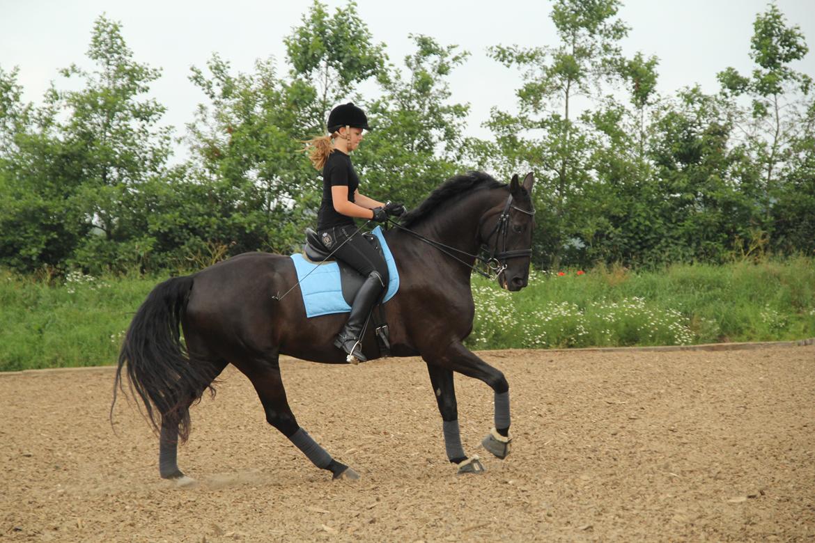 Hannoveraner HUMBOLDT billede 5