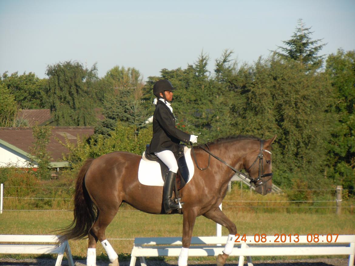 New Forest Elmholts Filicia - LC1 til 56,042%:-) -  2013 sommerstævne i august  billede 13