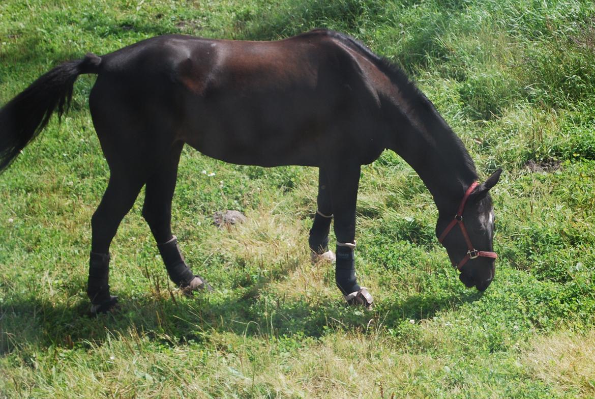 Dansk Varmblod Lerini A **RDS** - Hygge på græs inden stævne billede 21