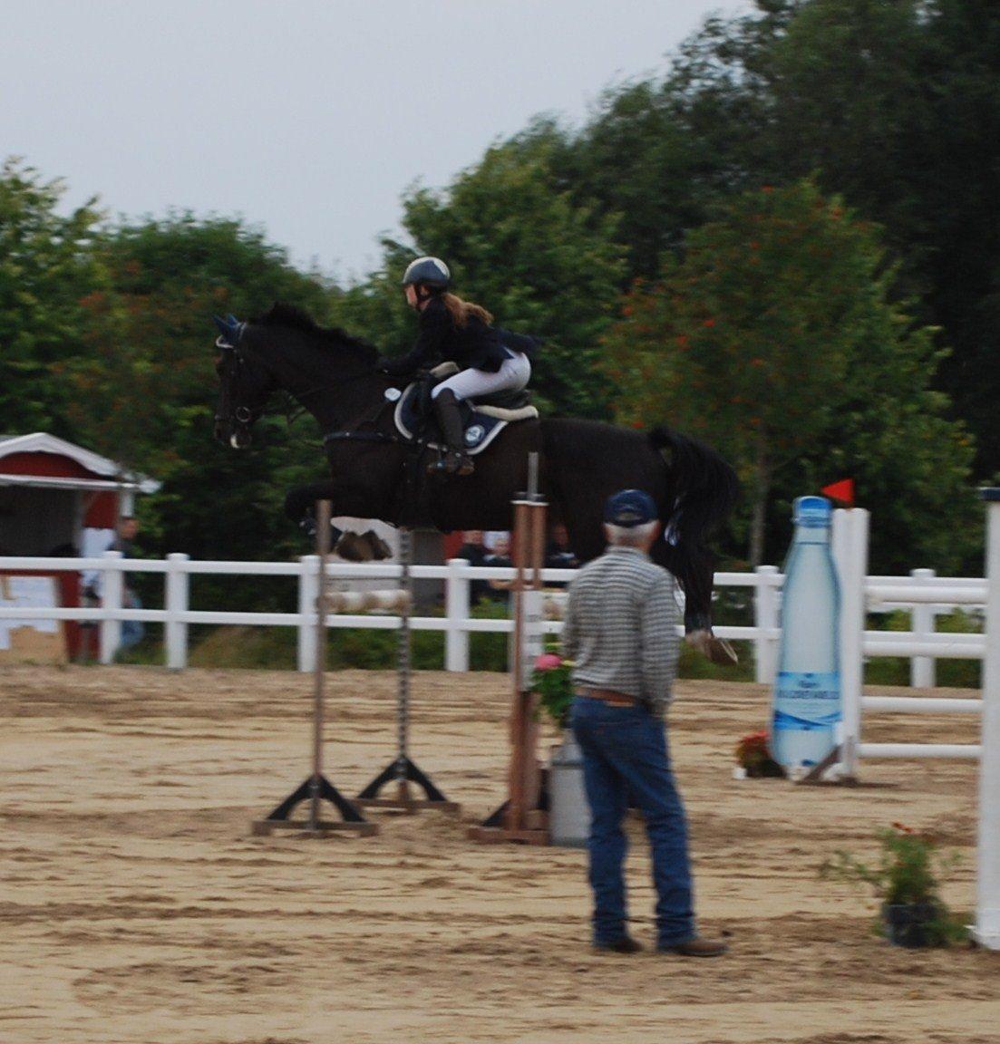 Dansk Varmblod Lerini A **RDS** - MB billede 24