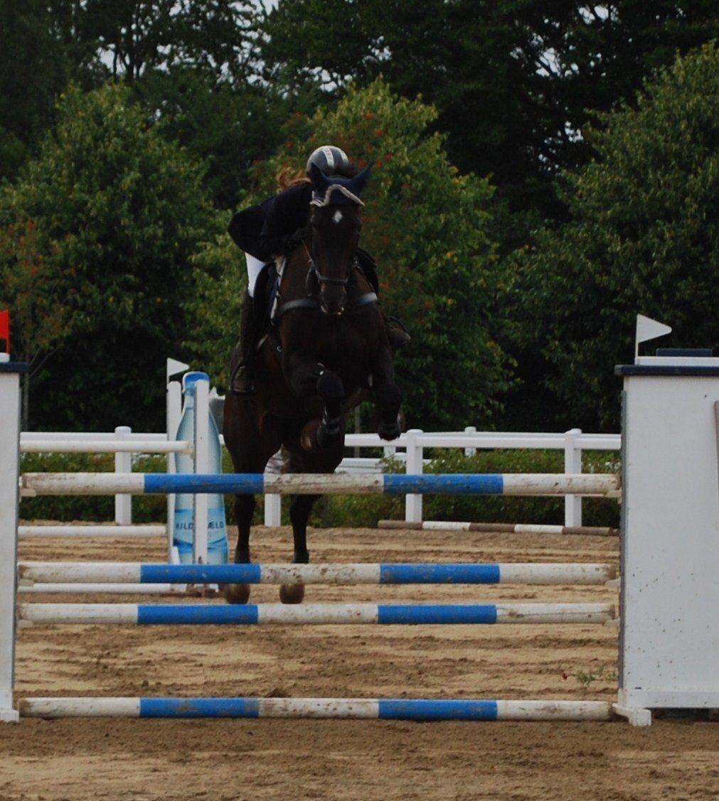 Dansk Varmblod Lerini A **RDS** - Første MB billede 25