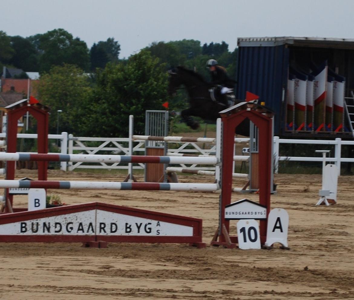 Dansk Varmblod Lerini A **RDS** - MB :D billede 26