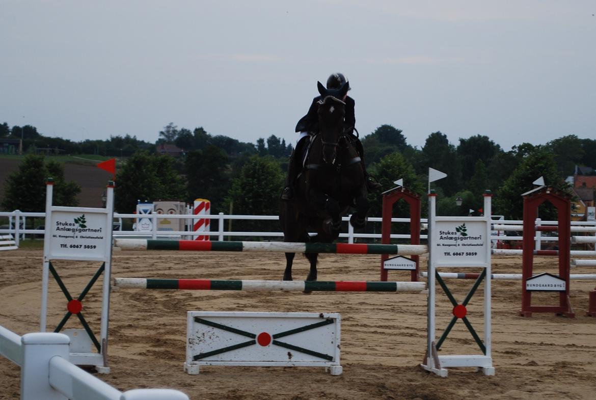 Dansk Varmblod Lerini A **RDS** - MB Verdens bedste hest billede 27