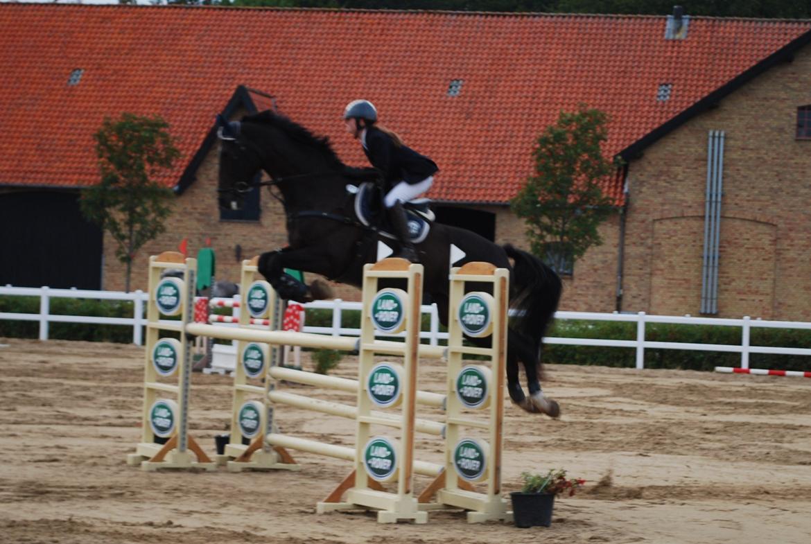 Dansk Varmblod Lerini A **RDS** - Vores første MB billede 28