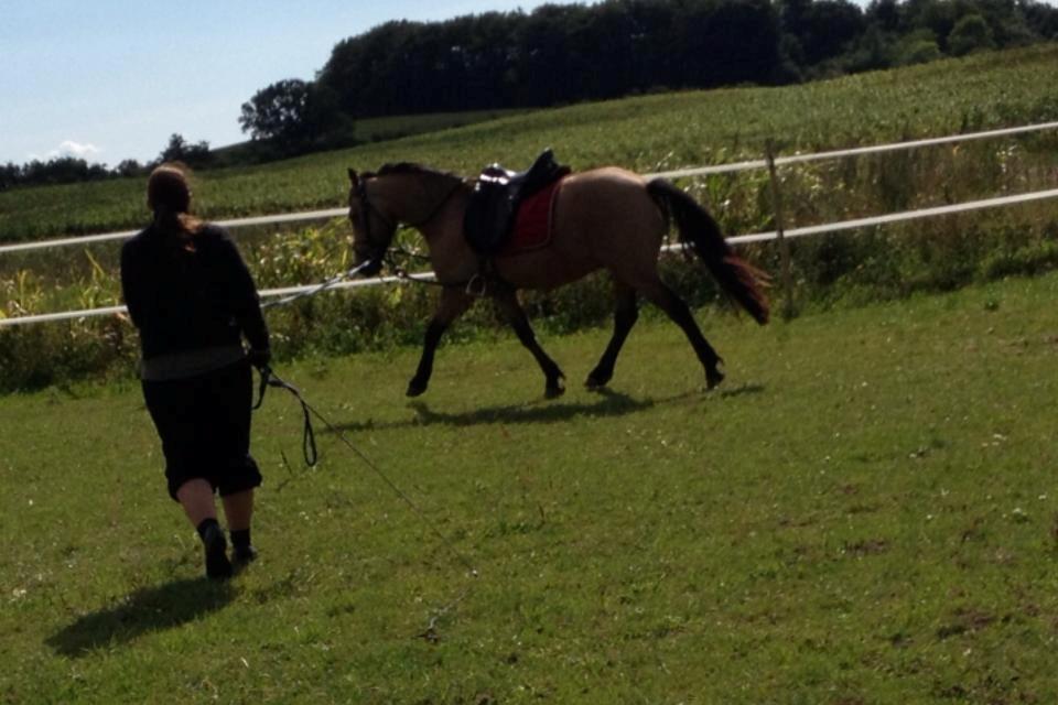 Anden særlig race Harbygaards Eddie Murphy billede 12