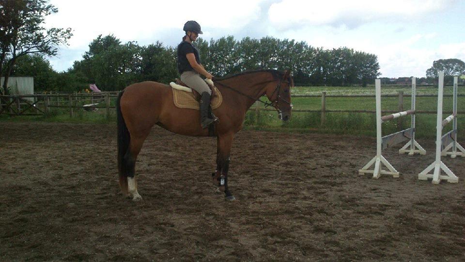 Dansk Varmblod Bøgegårdens Landini billede 8