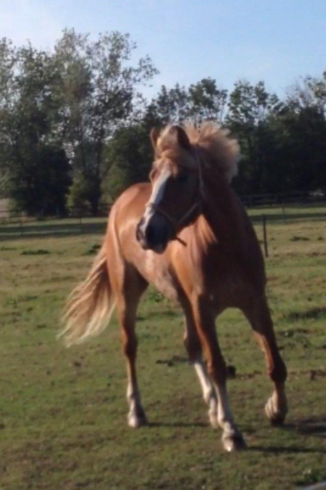 Anden særlig race Casmir billede 8