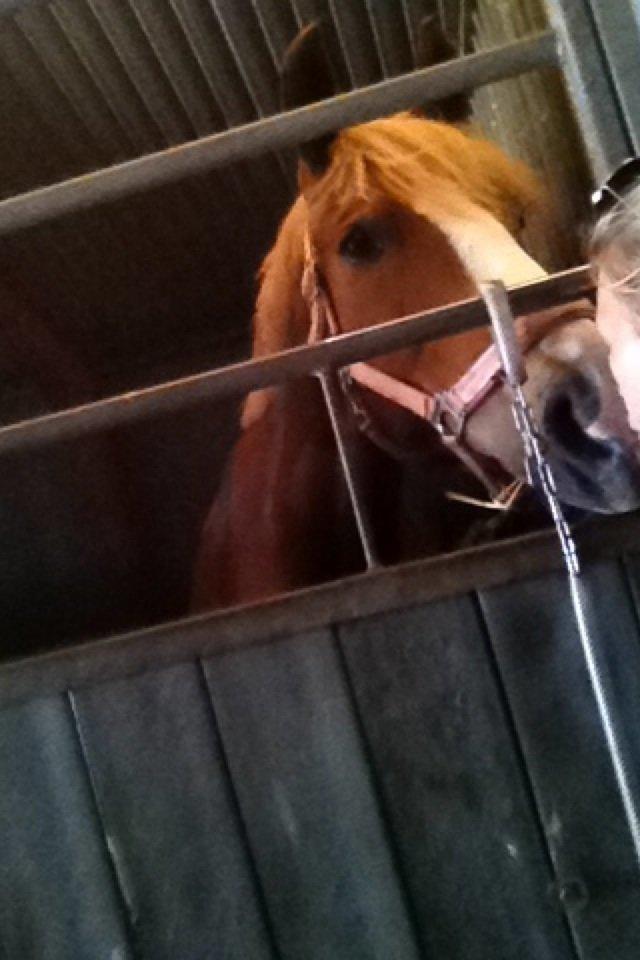 Anden særlig race Casmir billede 9