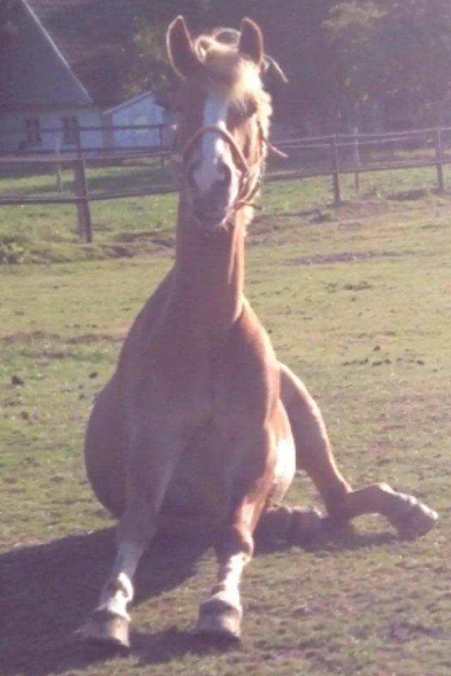 Anden særlig race Casmir billede 10