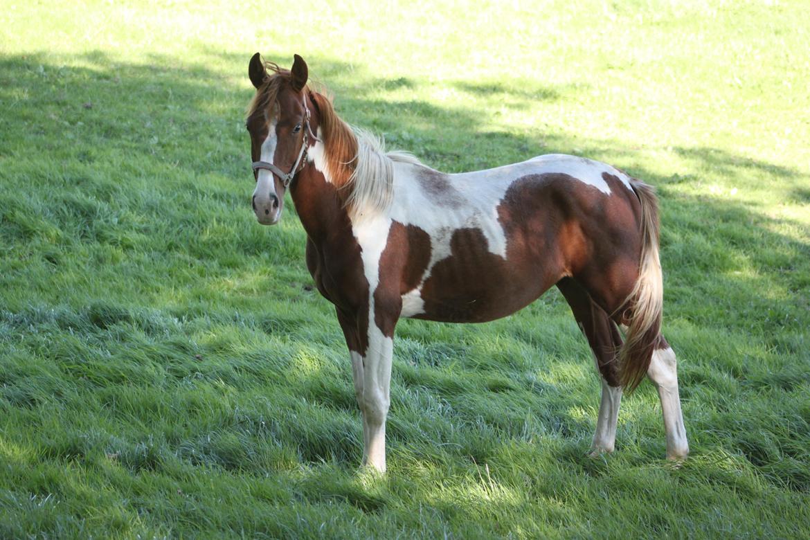 Pinto Kilgast's Tristan billede 1