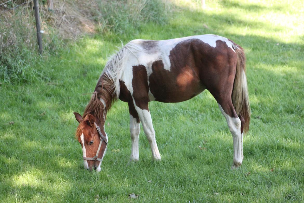 Pinto Kilgast's Tristan billede 2