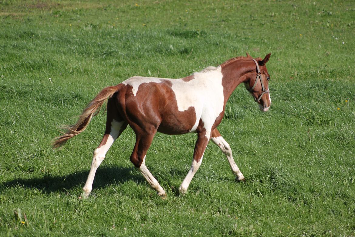 Pinto Kilgast's Tristan billede 3