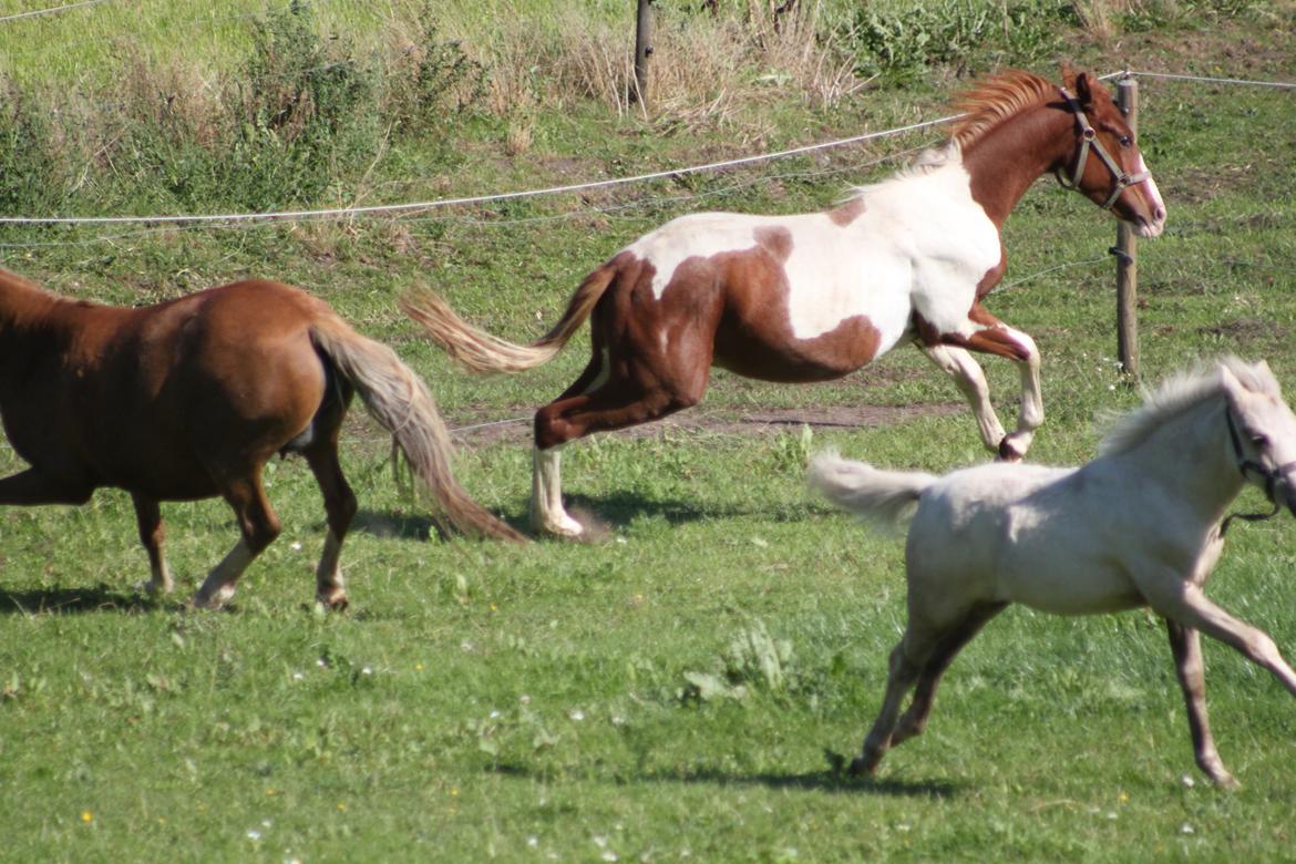 Pinto Kilgast's Tristan billede 4