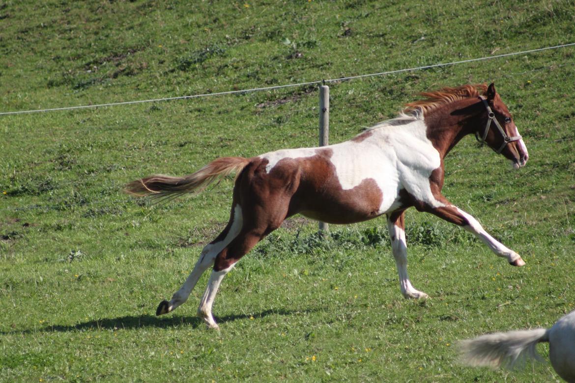 Pinto Kilgast's Tristan billede 5