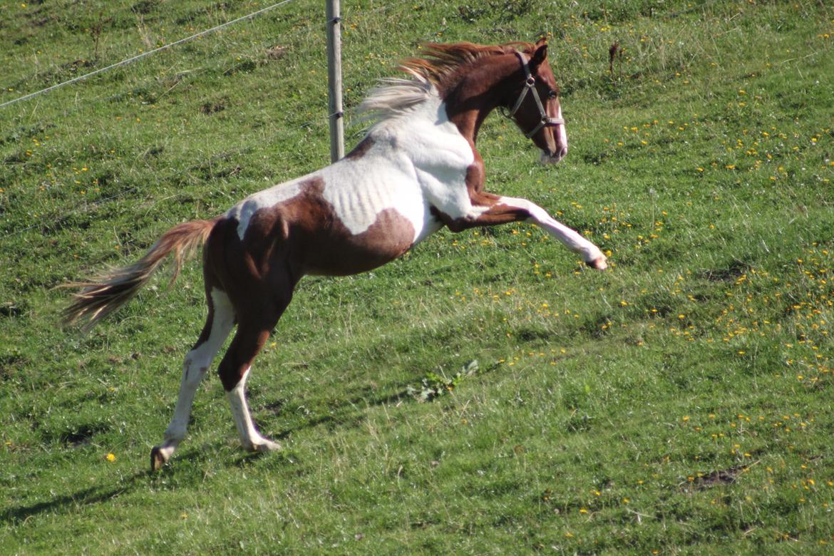 Pinto Kilgast's Tristan billede 6