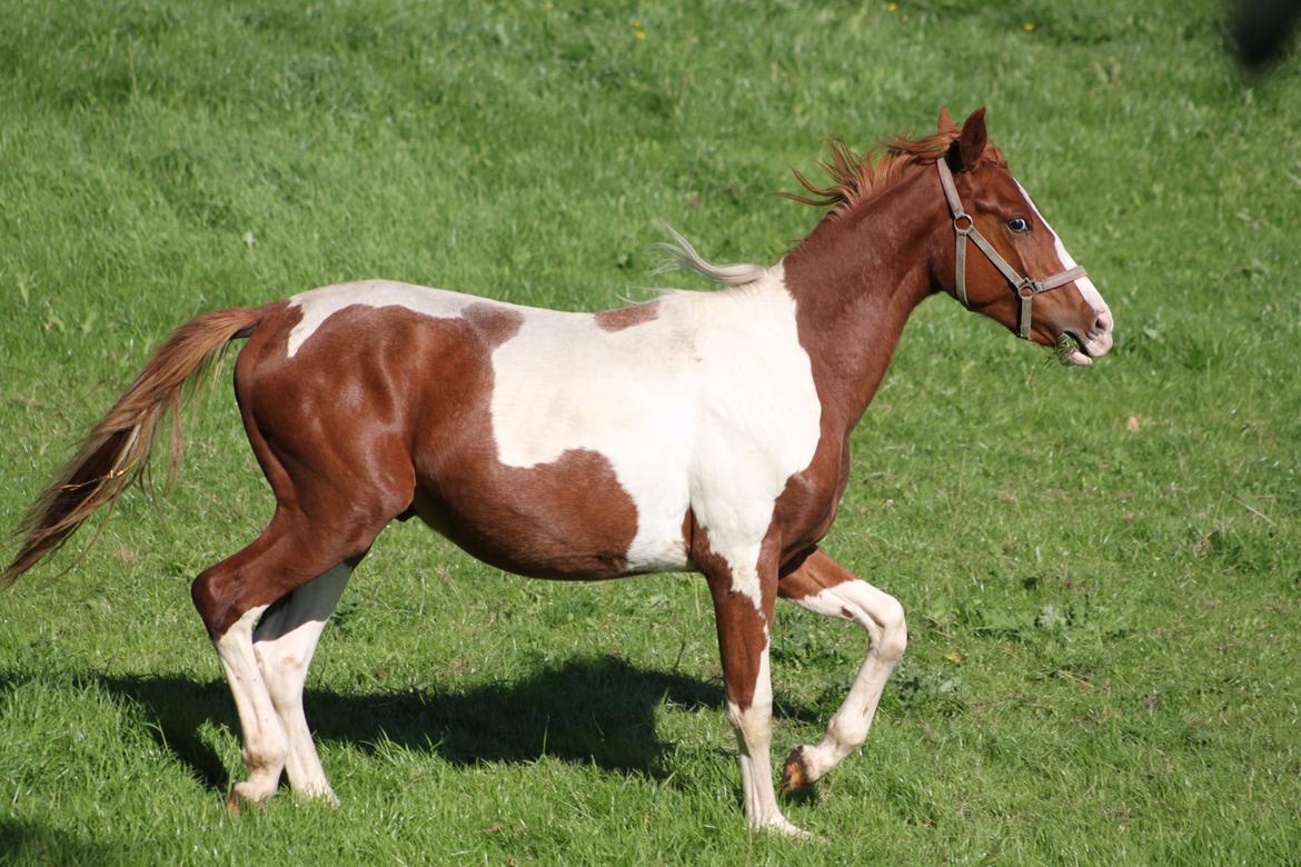 Pinto Kilgast's Tristan billede 7