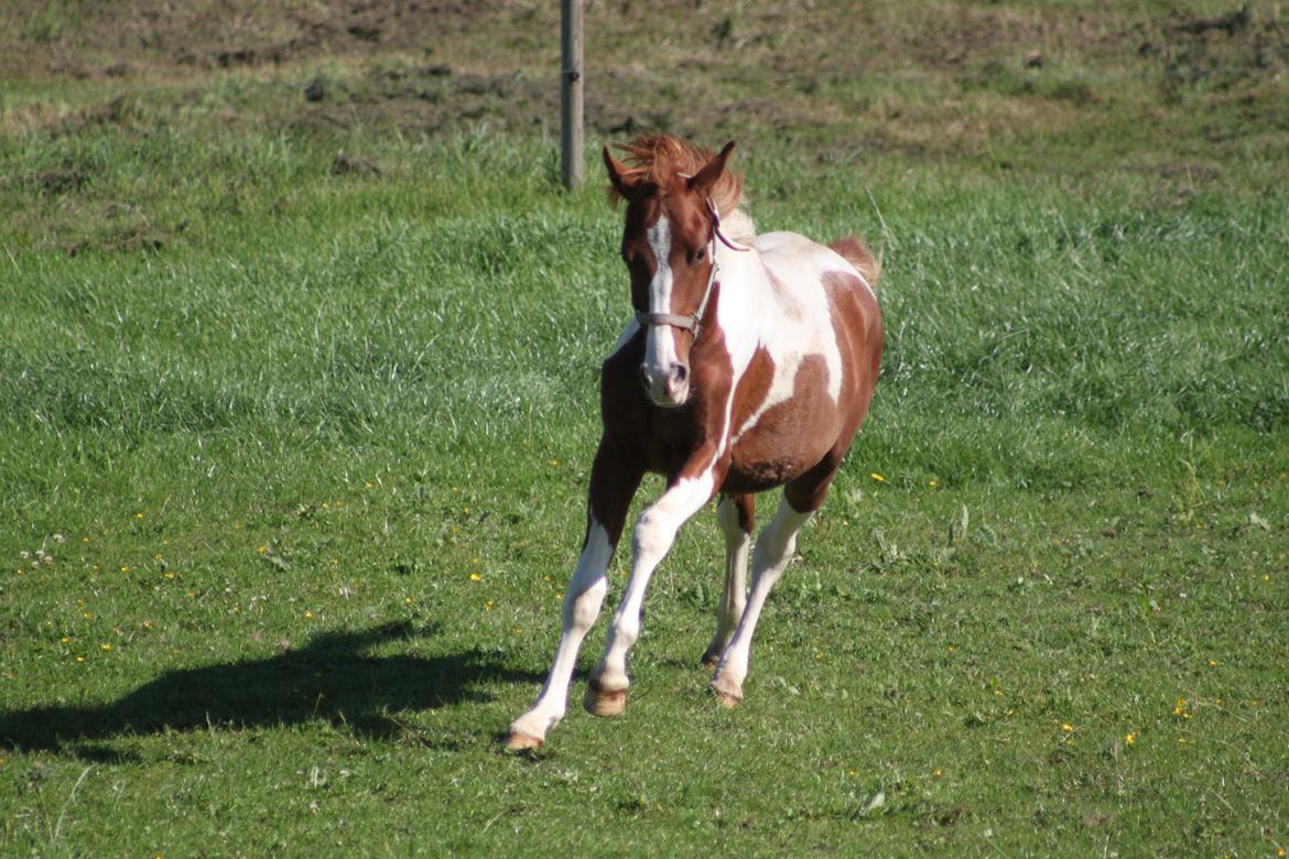 Pinto Kilgast's Tristan billede 8