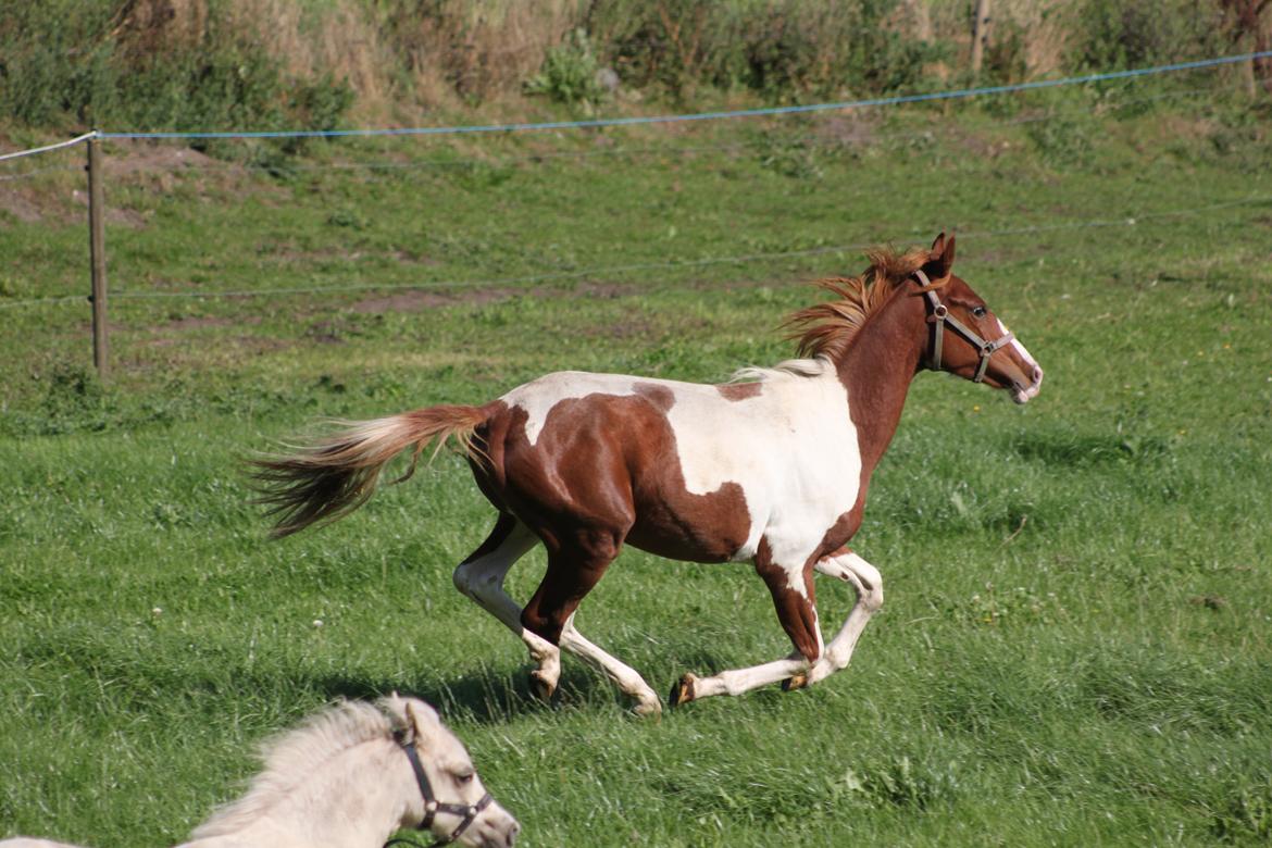 Pinto Kilgast's Tristan billede 9