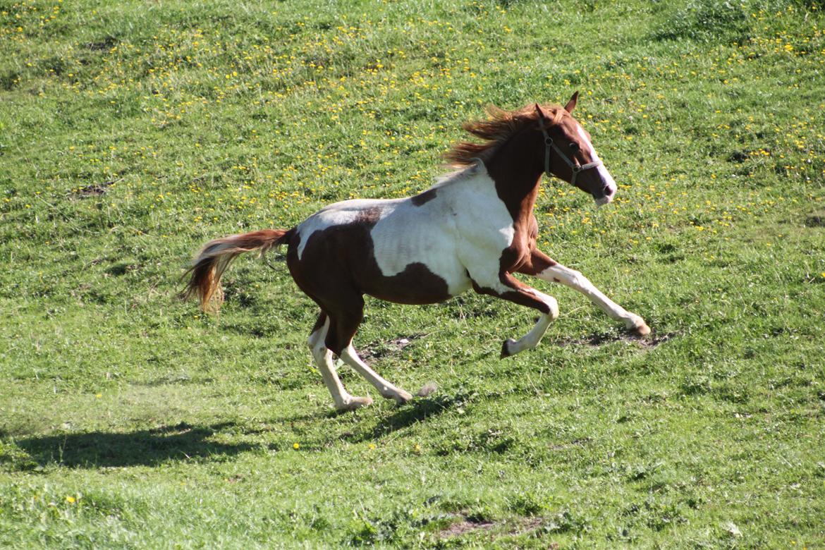 Pinto Kilgast's Tristan billede 10