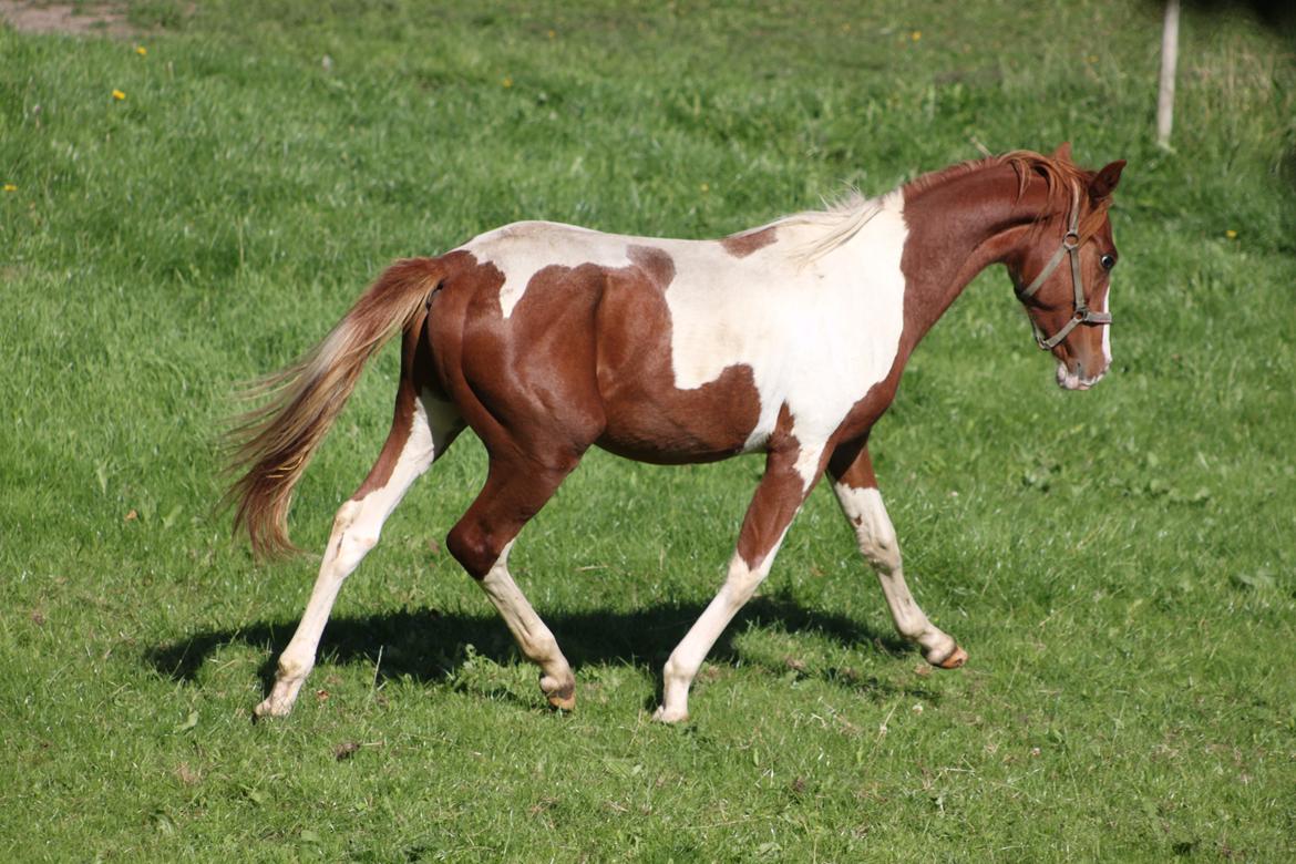 Pinto Kilgast's Tristan billede 11