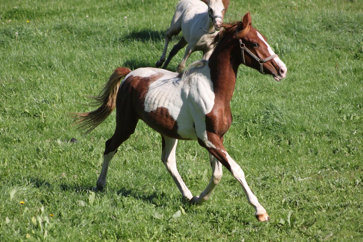 Pinto Kilgast's Tristan billede 12