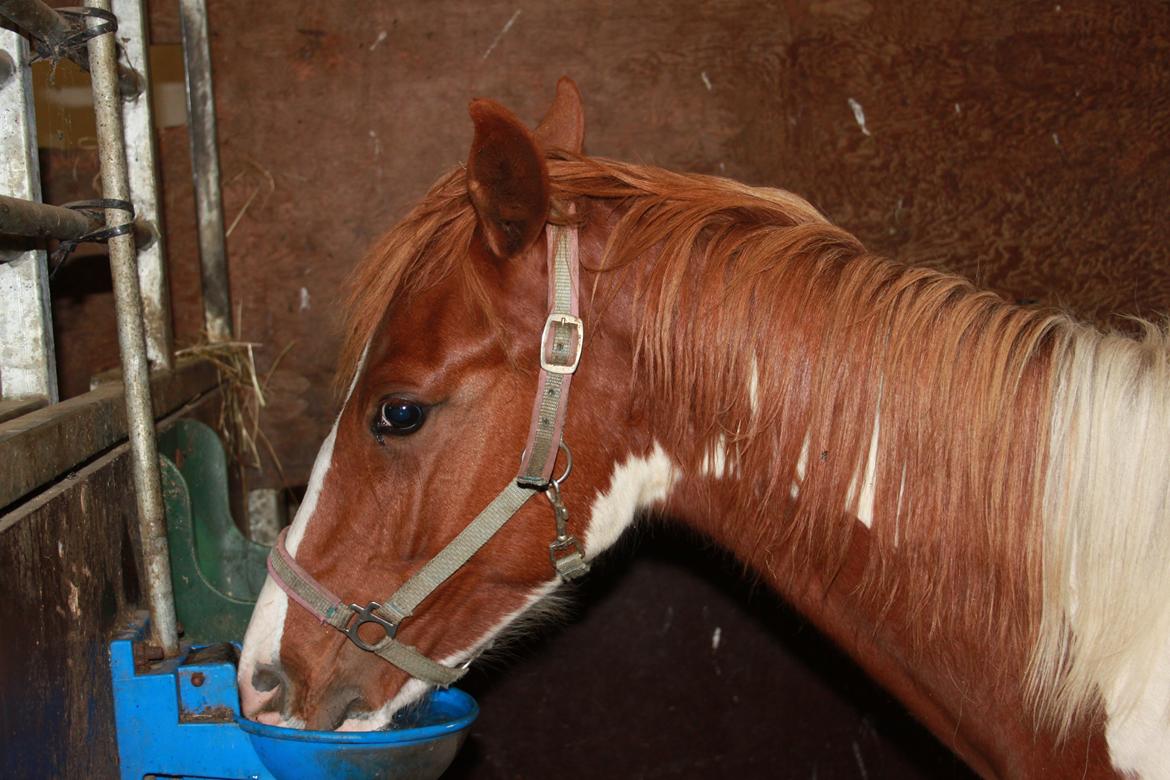 Pinto Kilgast's Tristan billede 13