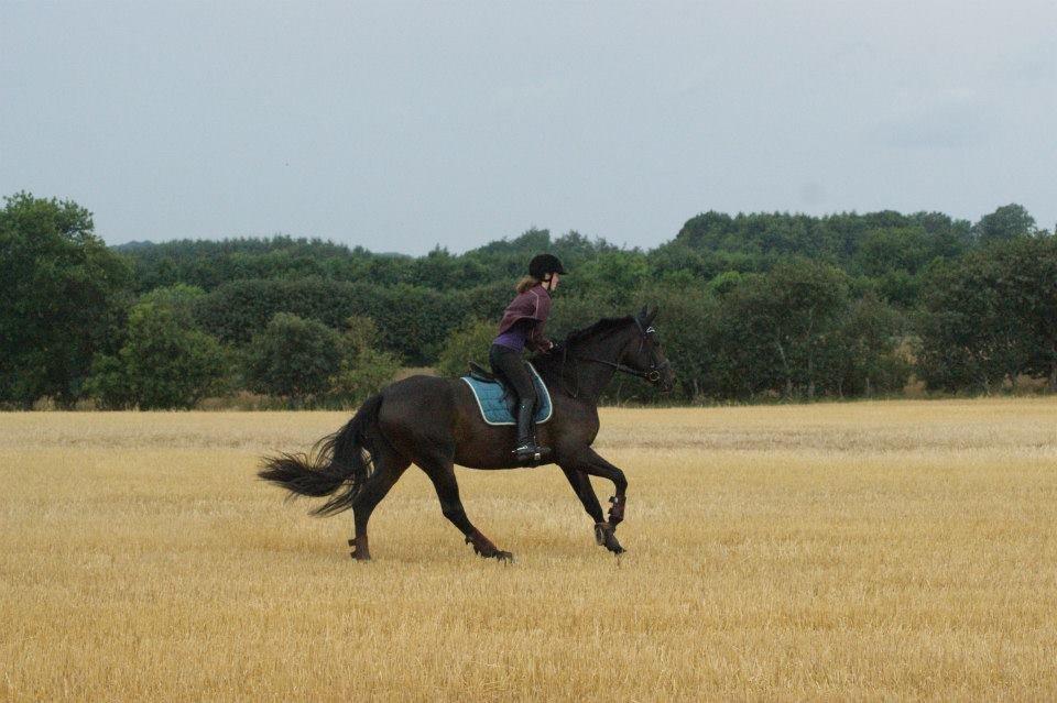 Dansk Varmblod Møllegårds Malou ~RDH~ - Lidt galop hest er der i hende ;) billede 17