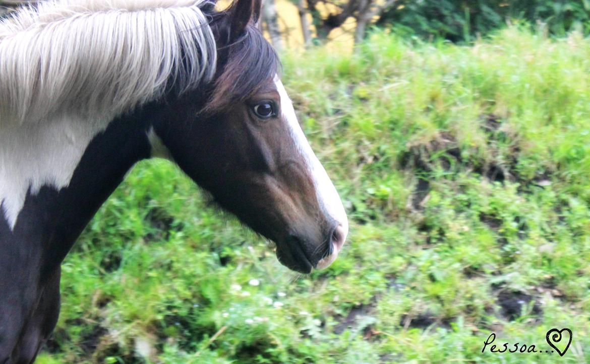 Pinto Kobjerggård's Pessoa billede 20