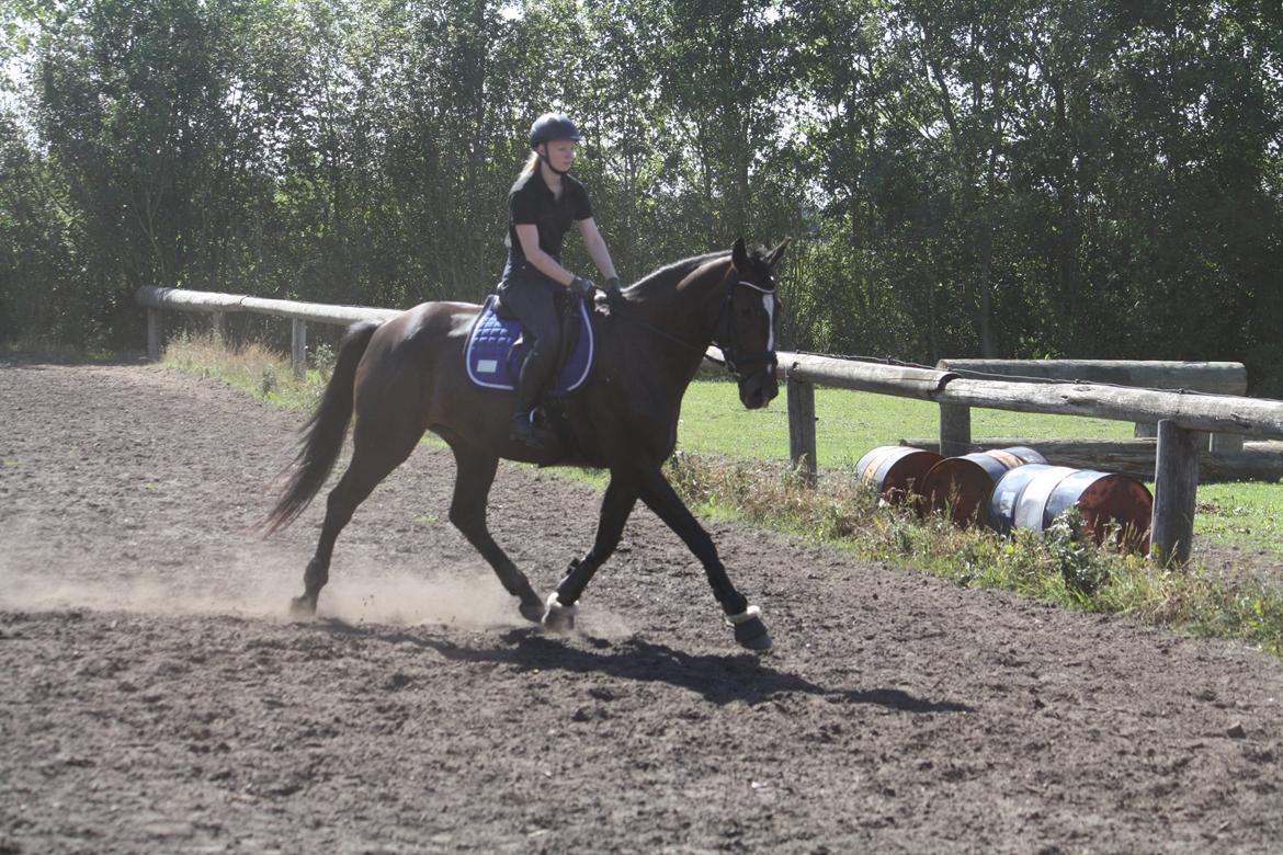 Dansk Varmblod Stald Nyborgs Chantell - Træning d. 24.08.2013. Havde en afslappet, arbejdsvillig hest. Hvad mere kan man bede om? Foto: Hanne Viola Pedersen billede 4
