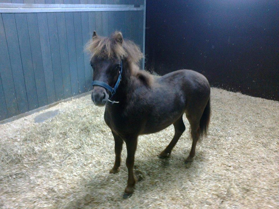 Shetlænder vangsgaards Filur - firlurs sidste dag som hingst billede 17