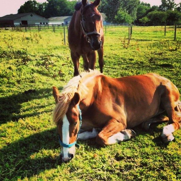 Anden særlig race Casmir - Casmir's besteven(Markus) Passer på ham, mens han slapper af.. <3 billede 13