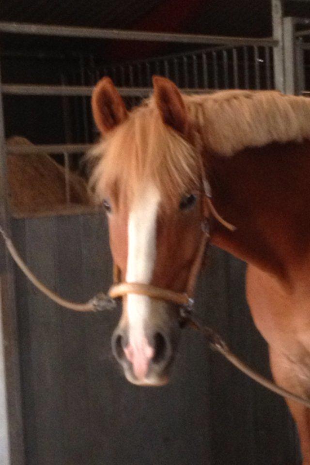 Anden særlig race Casmir billede 14