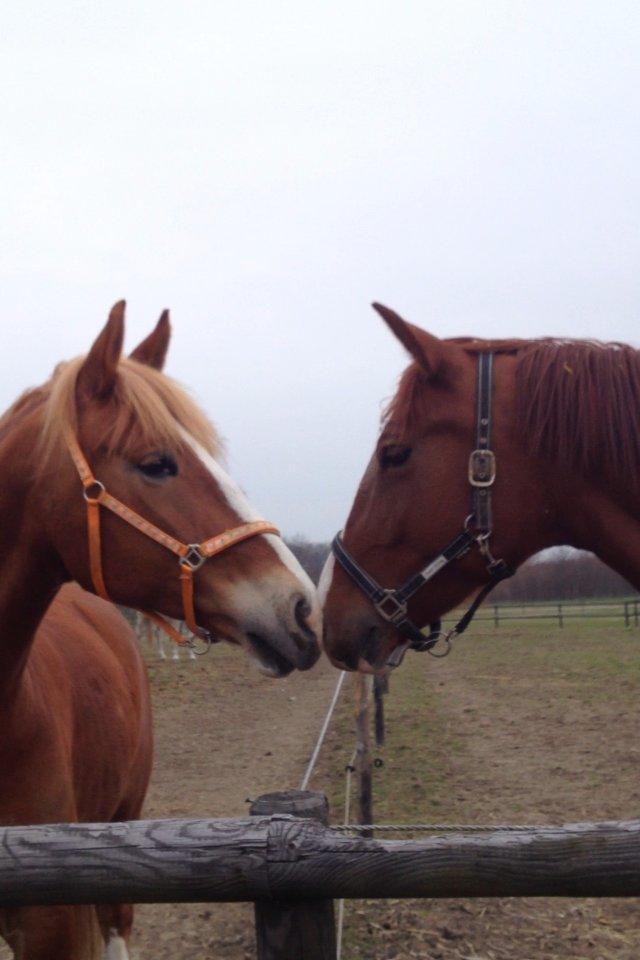 Anden særlig race Casmir - Kæresten. AWW<3 billede 15