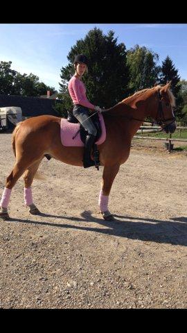 Anden særlig race Casmir - Casmine.. PINK:-)<3<3 billede 16