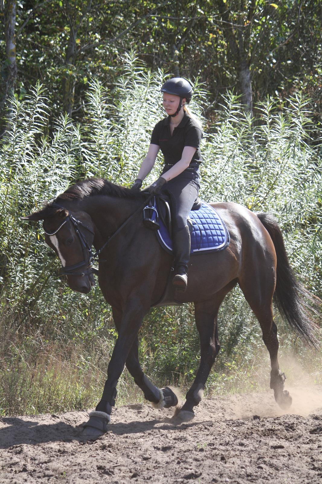 Dansk Varmblod Stald Nyborgs Chantell - Træning d. 24.08.2013. 
Foto: Hanne Viola Pedersen billede 11
