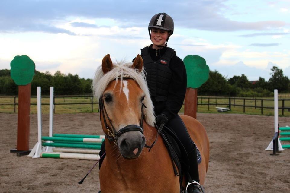 Haflinger Hestehovens Archibald billede 1